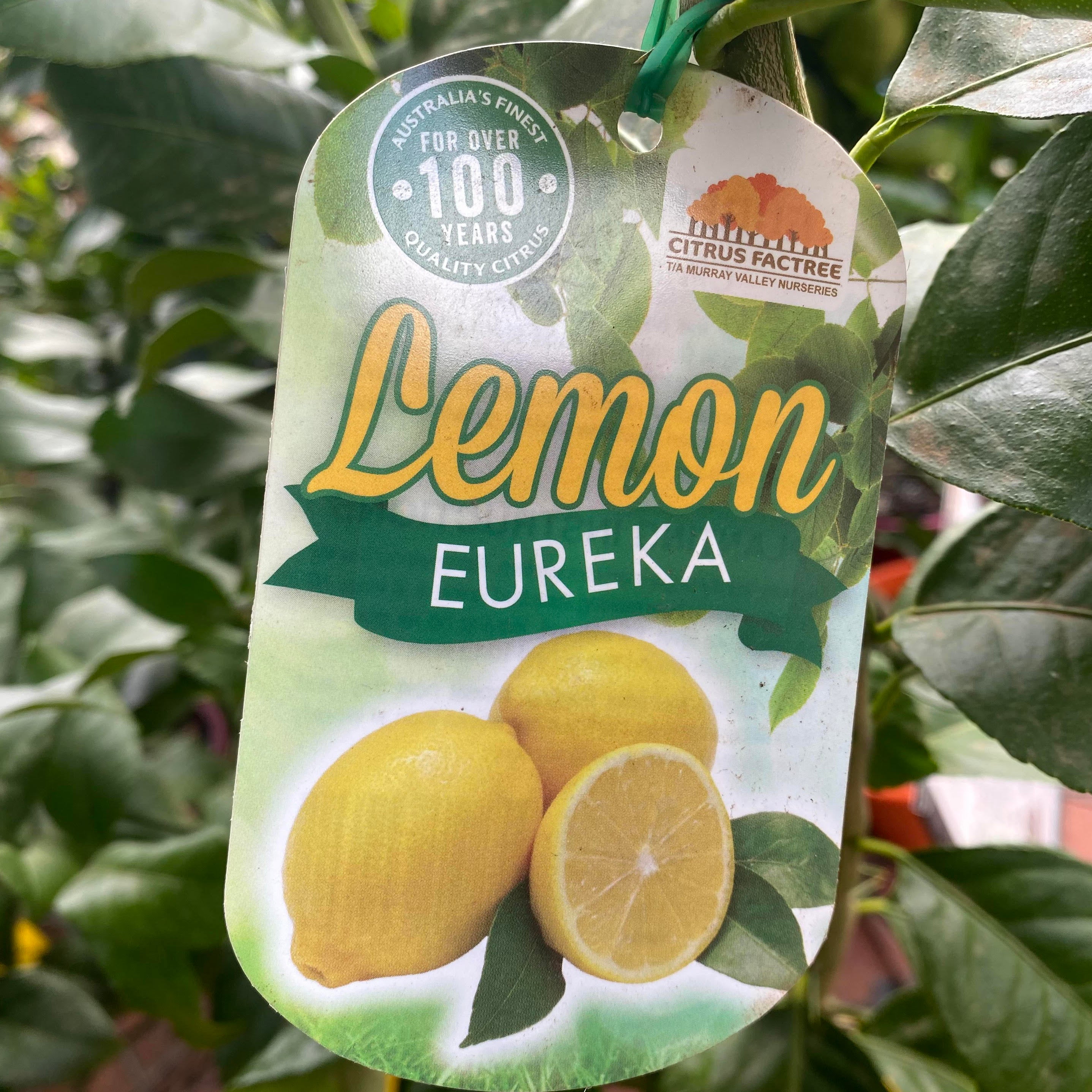 Lemon Eureka