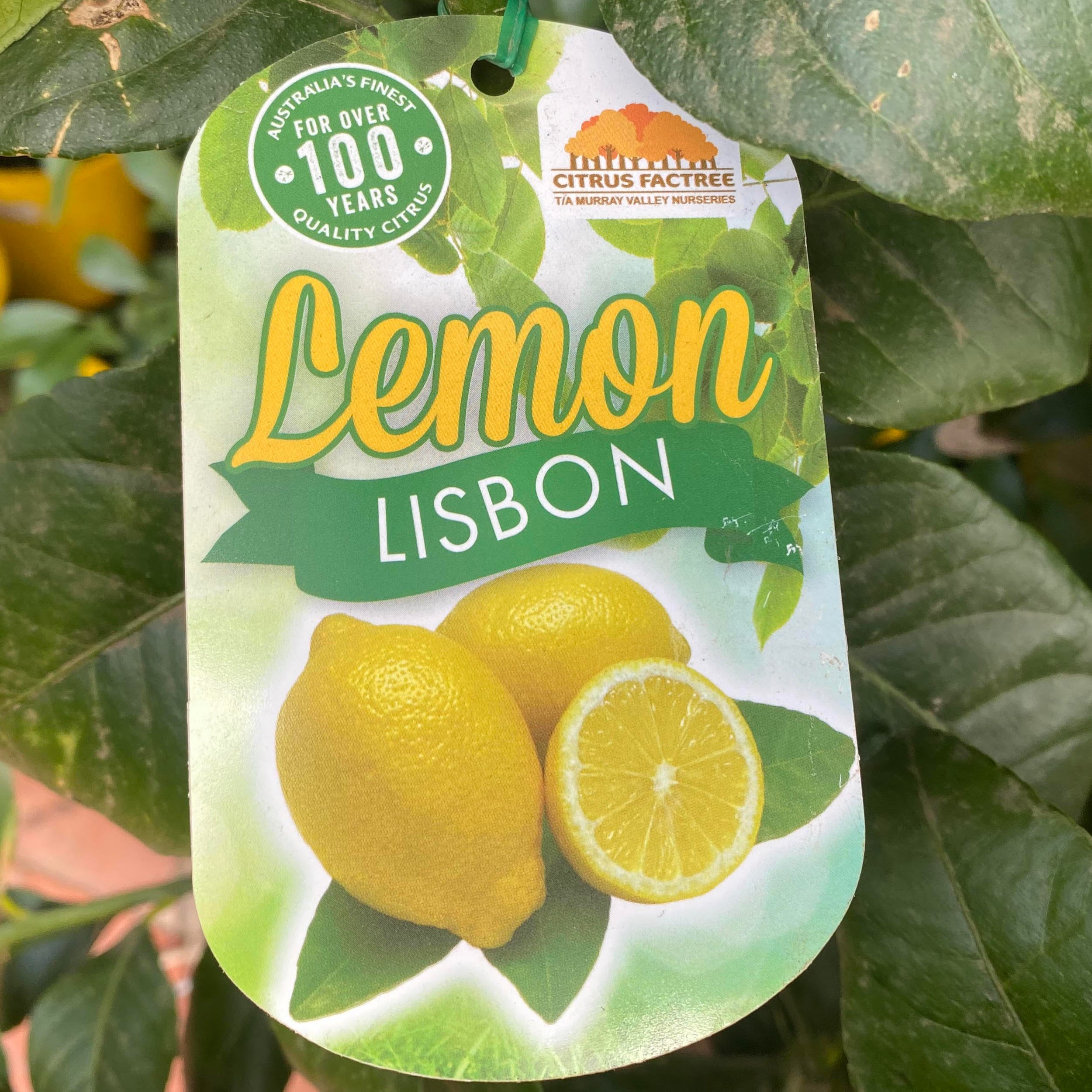 Lemon Lisbon