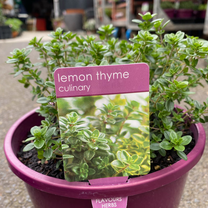 Herbs in 20cm pot