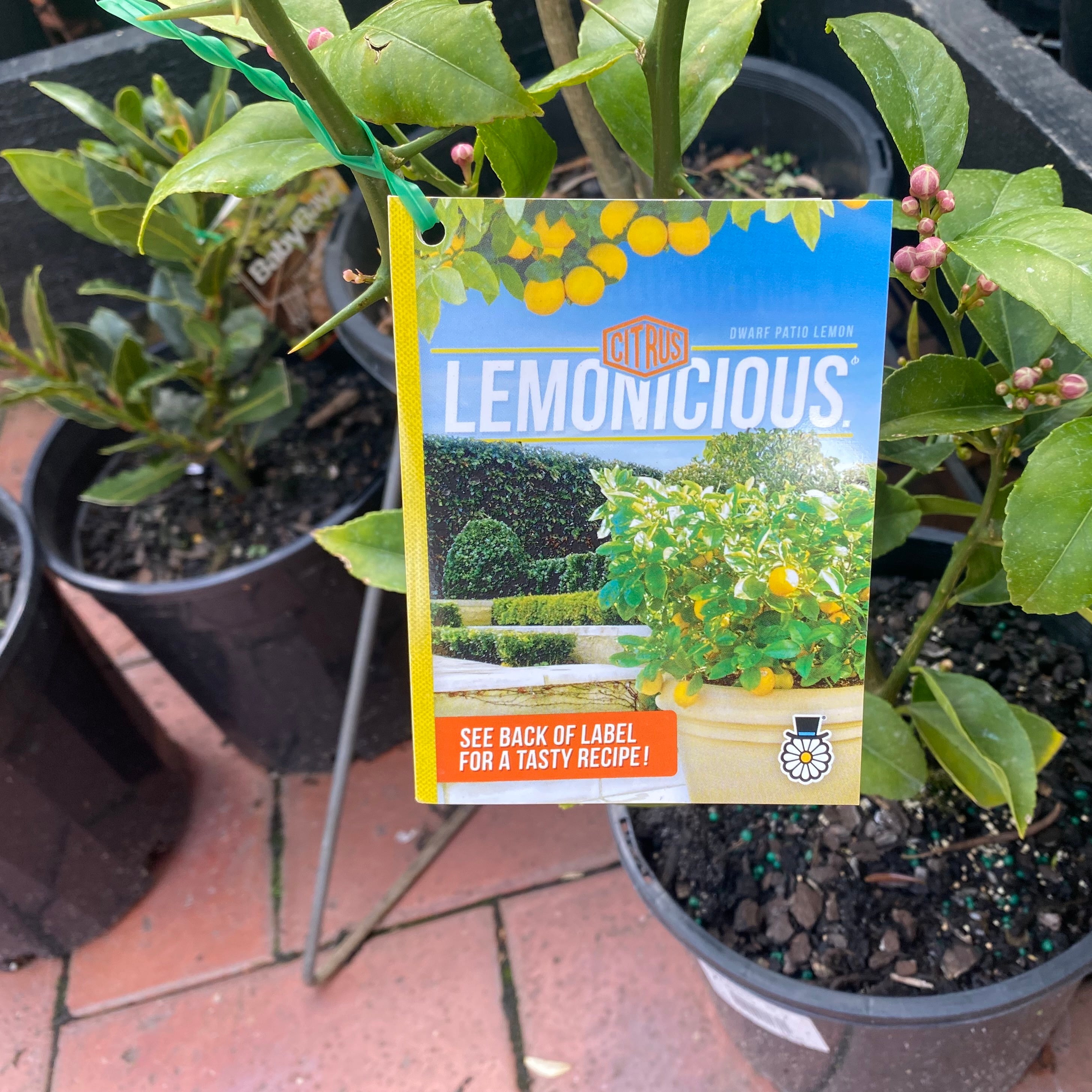Lemon Lemonicious