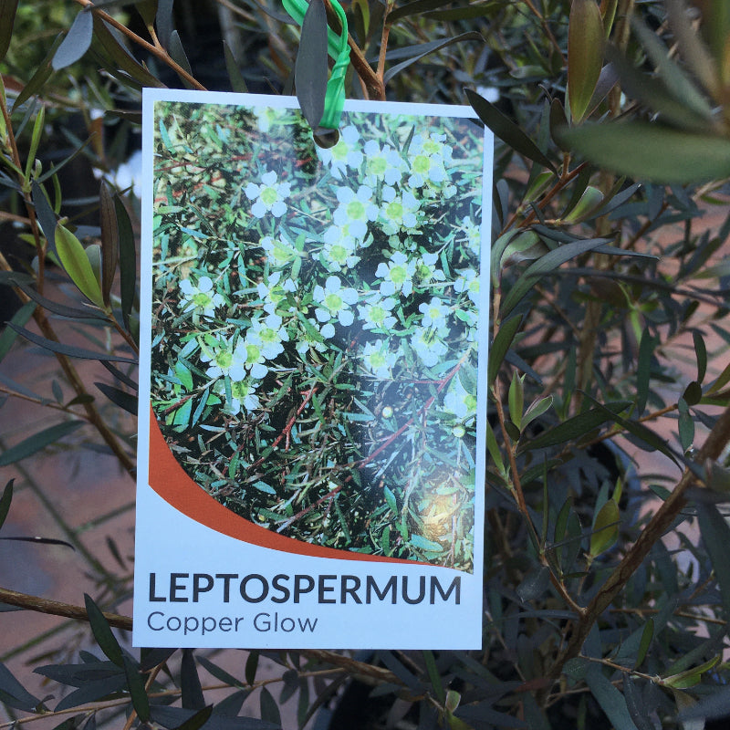 Leptospermum Copper Glow