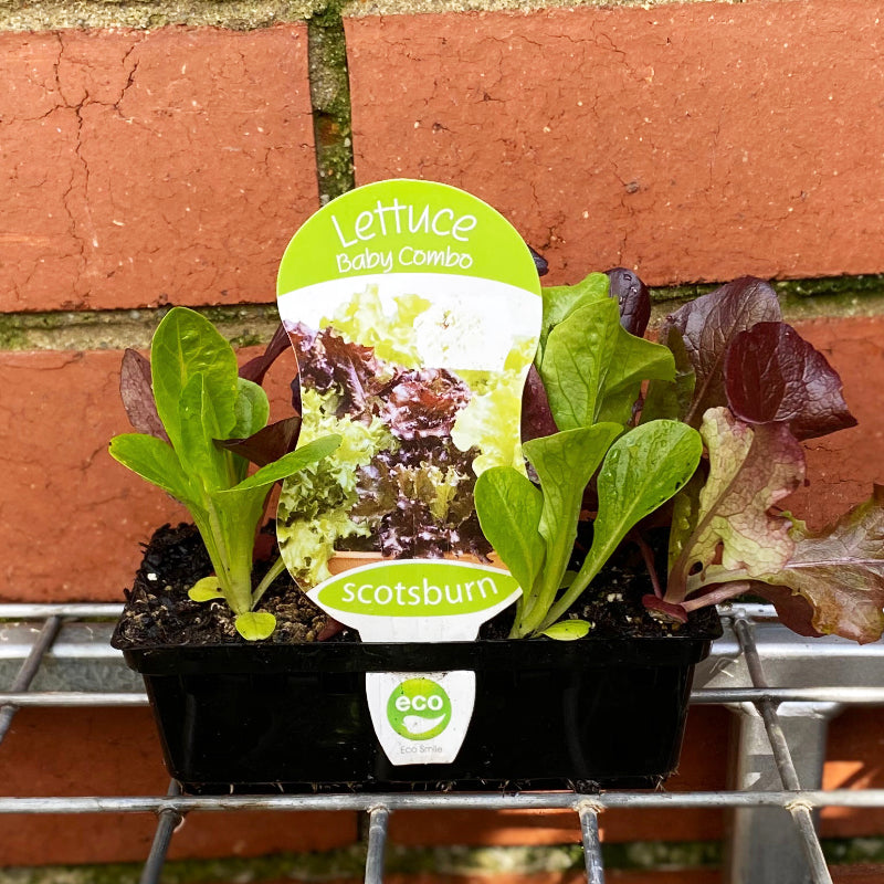 Lettuce Baby Combo punnet