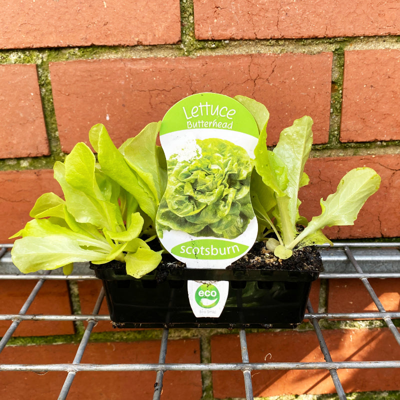 Lettuce Butterhead punnet