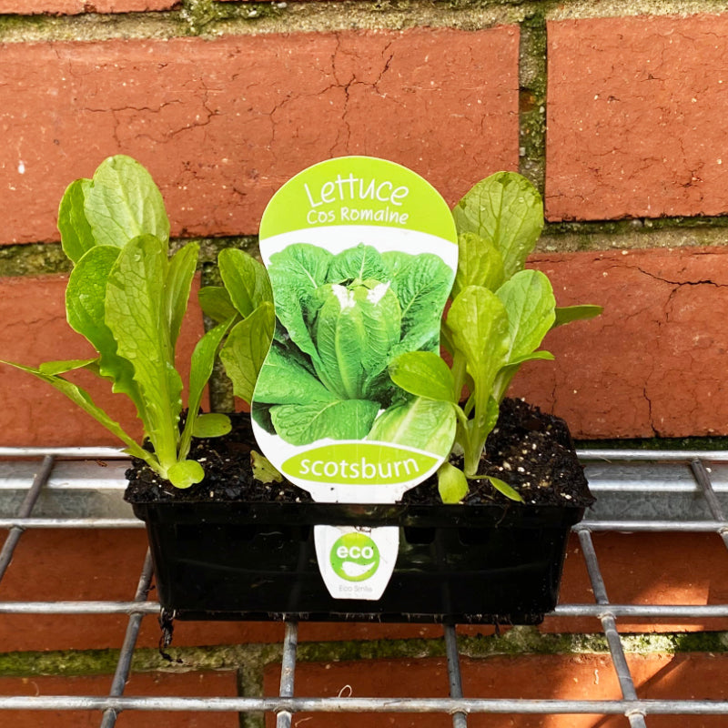 Lettuce Cos punnet