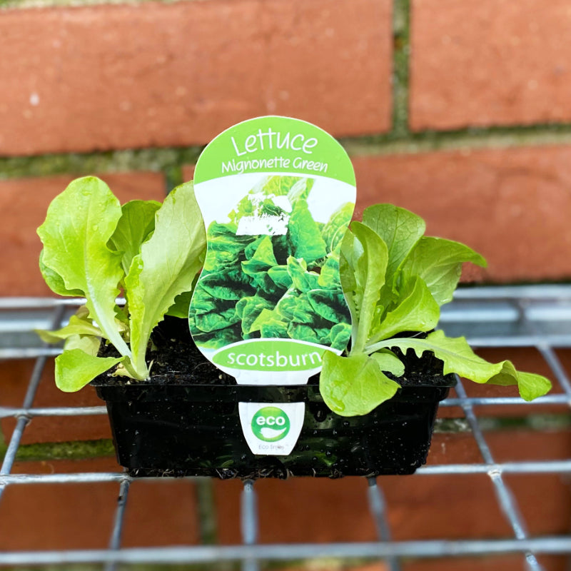Lettuce Mignonette Green punnet