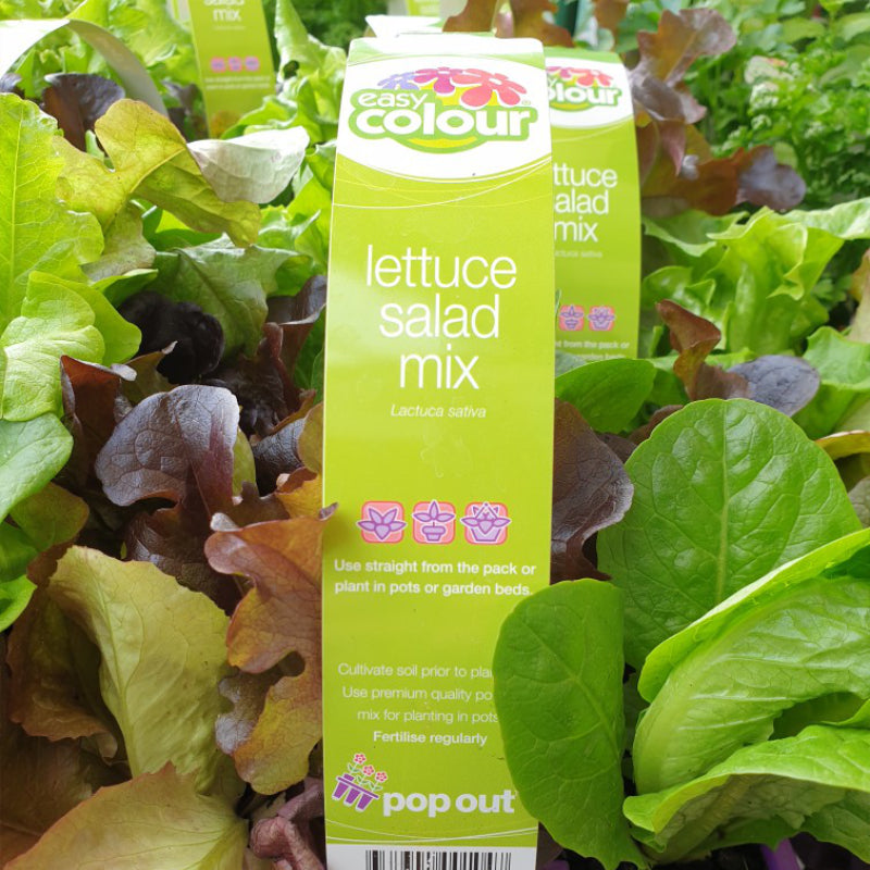 Lettuce Salad Mix Easy Colour