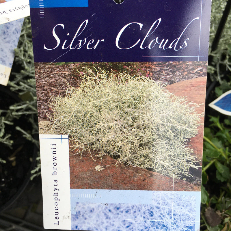 Leucophyta Silver Clouds