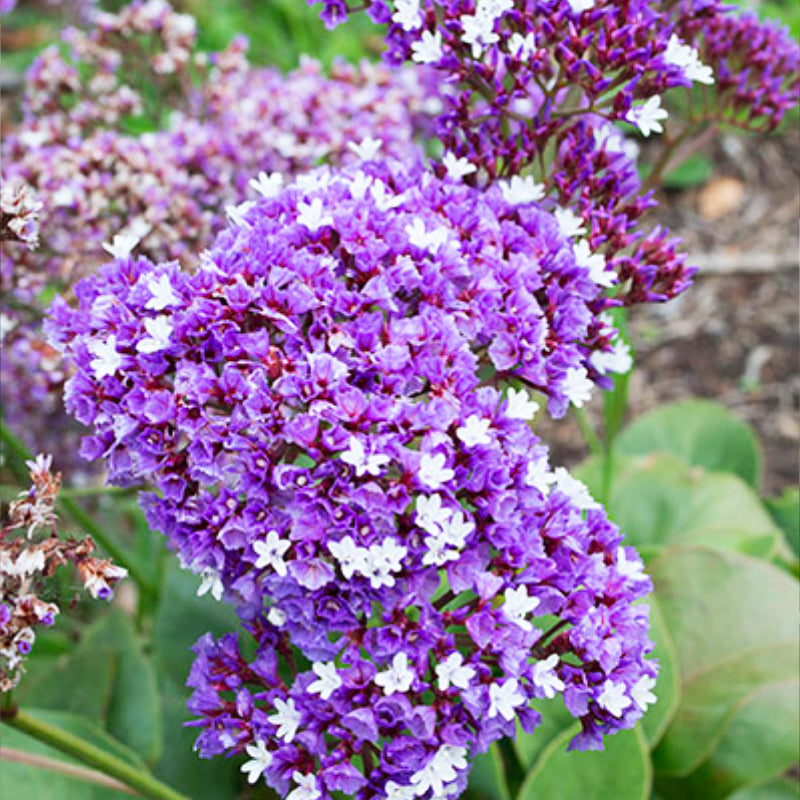 Limonium Perezii Blue PGA