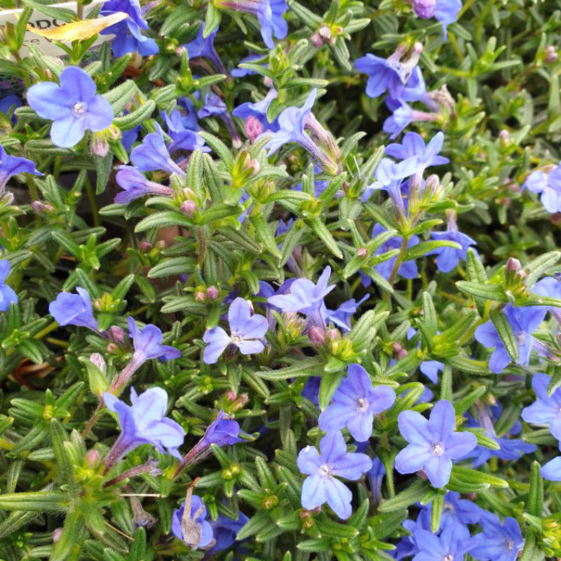 Lithodora Grace Ward