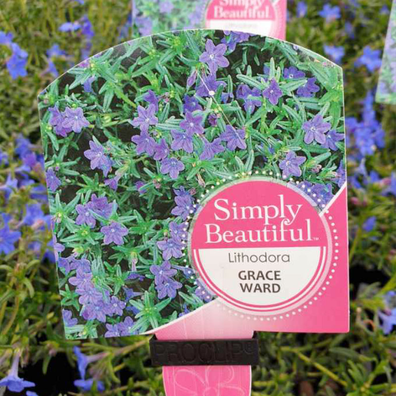 Lithodora Grace Ward