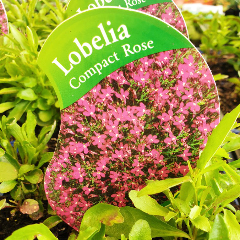 Lobelia Compact Rose punnet