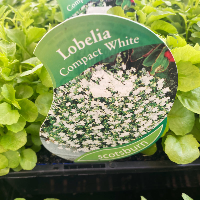 Lobelia Compact White punnet