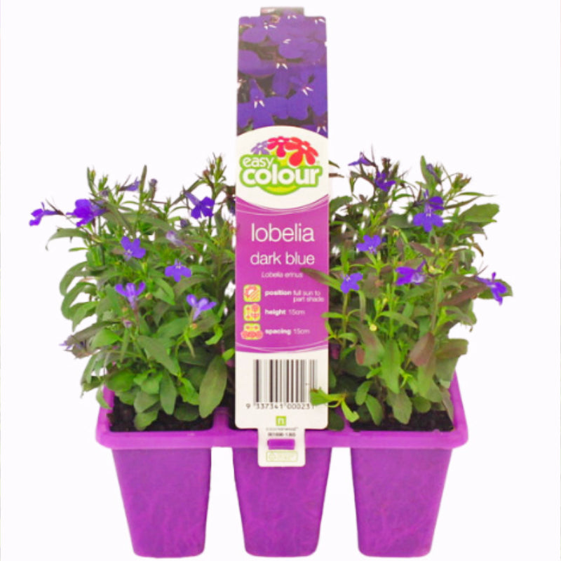 Lobelia Dark Blue Easy Colour