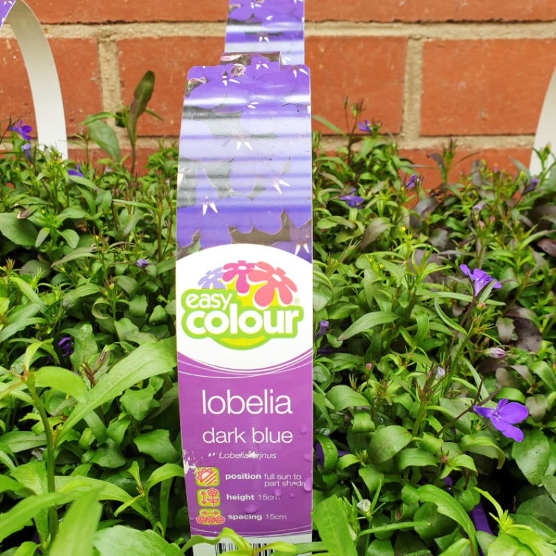 Lobelia Dark Blue Easy Colour