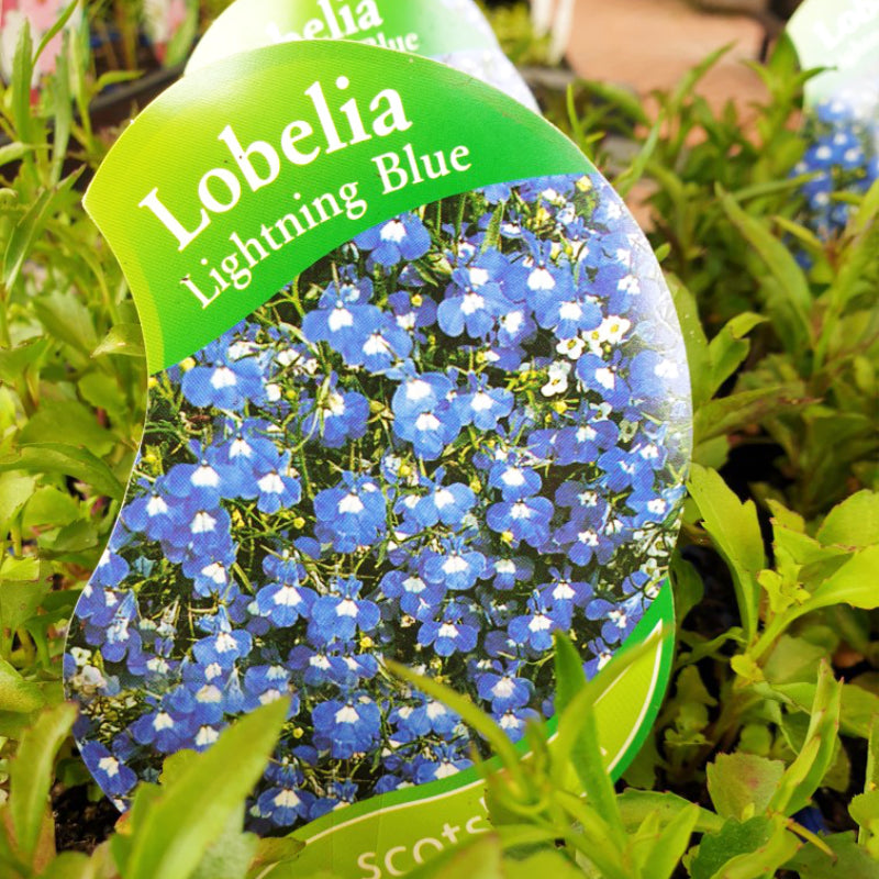 Lobelia Lightning Blue punnet