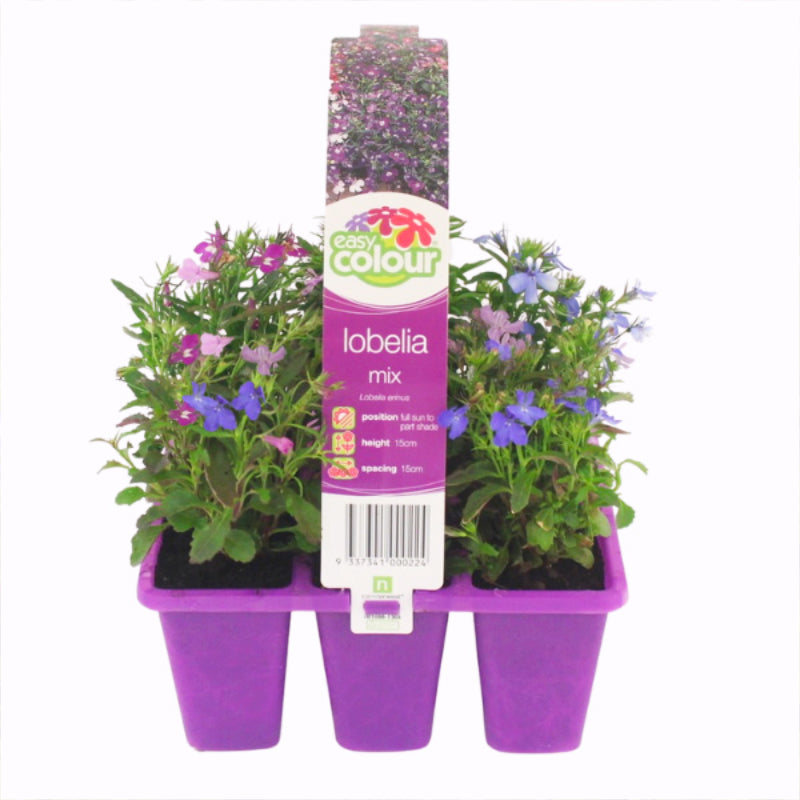 Lobelia Mix Easy Colour