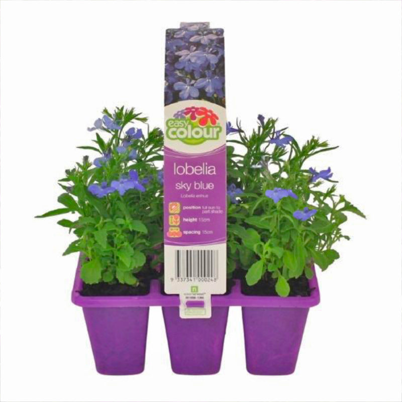 Lobelia Sky Blue Easy Colour