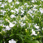 Lobelia White Easy Colour