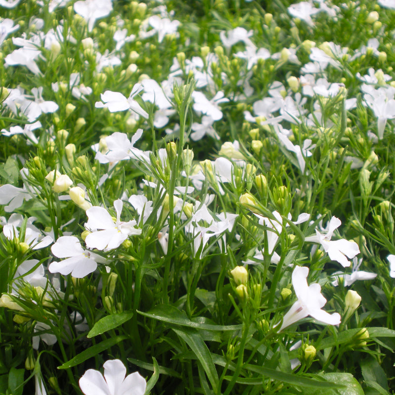 Lobelia White Easy Colour