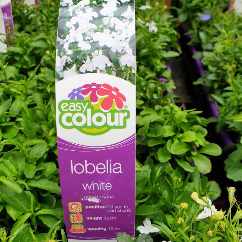 Lobelia White Easy Colour