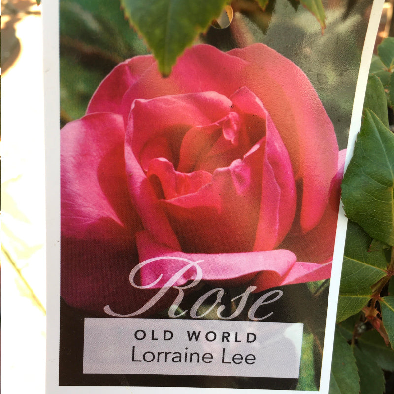 Loraine Lee Bush Rose