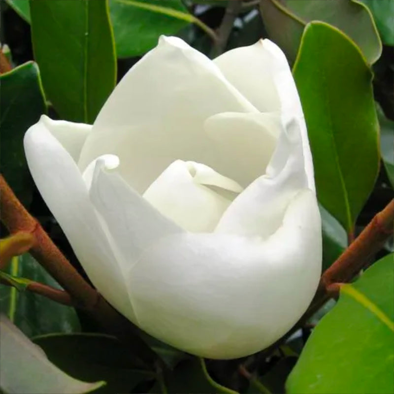 Magnolia Little Gem