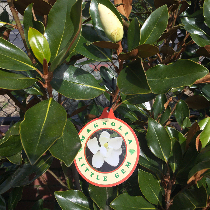 Magnolia Little Gem