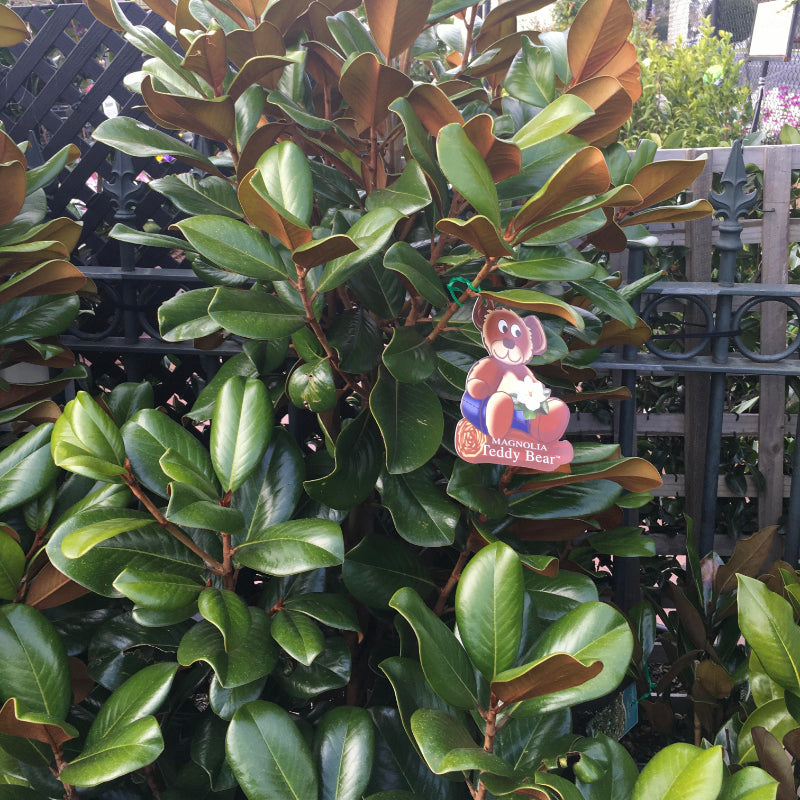 Magnolia Teddy Bear