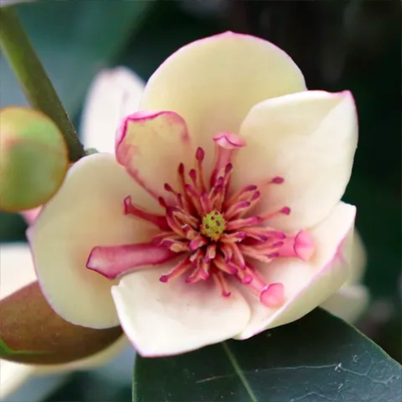 Magnolia White Caviar