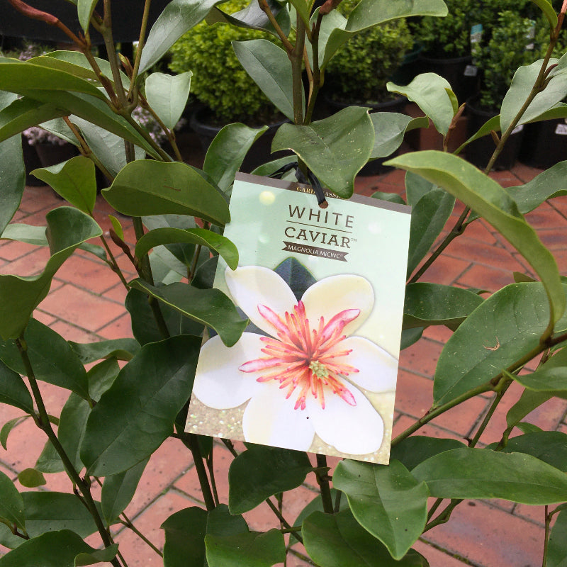 Magnolia White Caviar