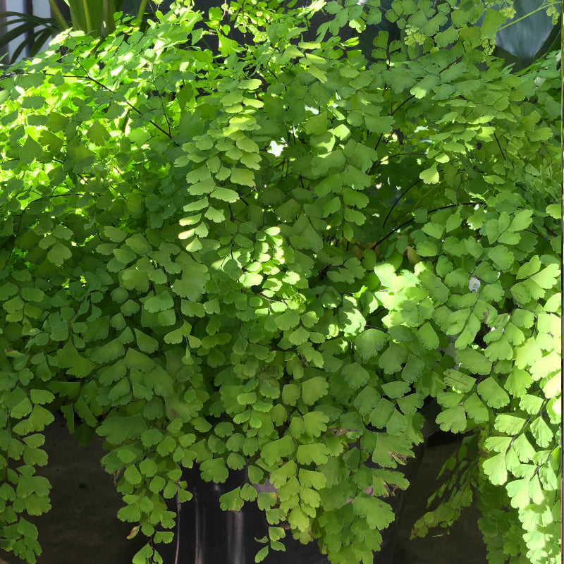 Maidenhair Fern