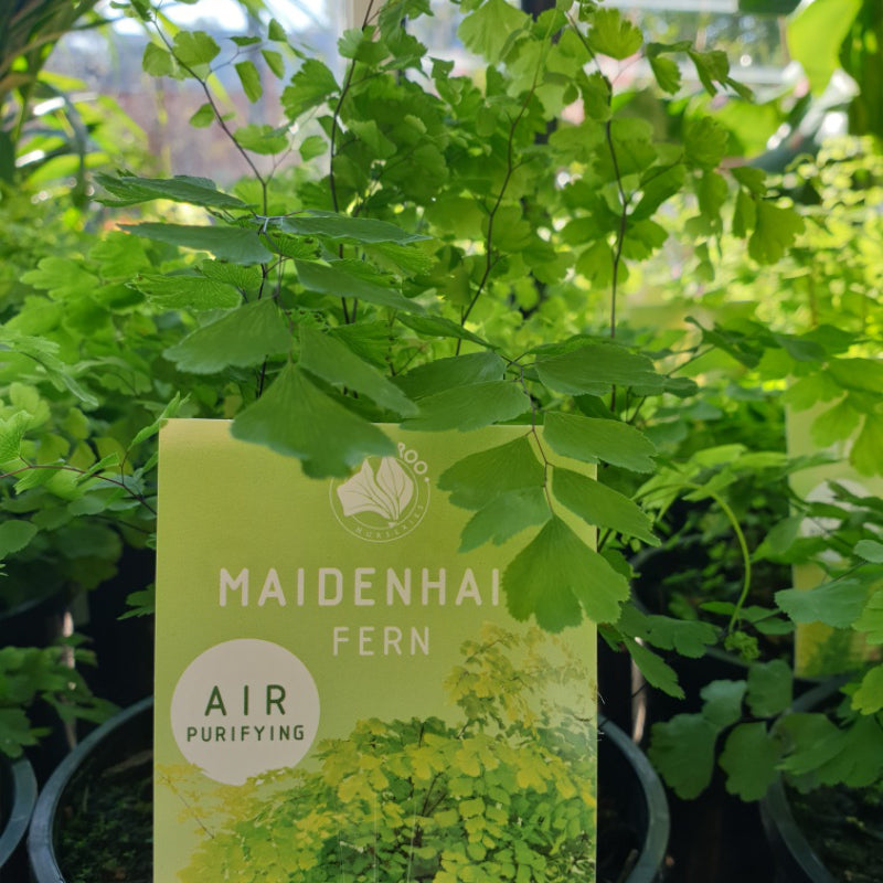 Maidenhair Fern