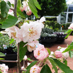 Malus ioensis Plena Crabapple