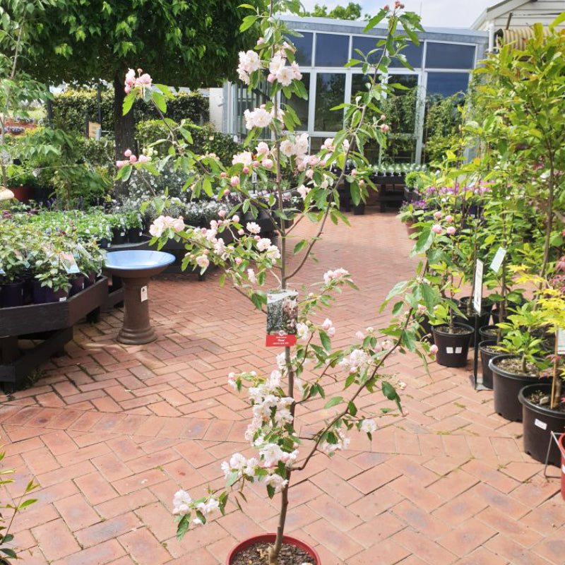 Malus ioensis Plena Crabapple