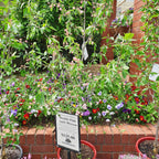 Malus ioensis Plena Crabapple