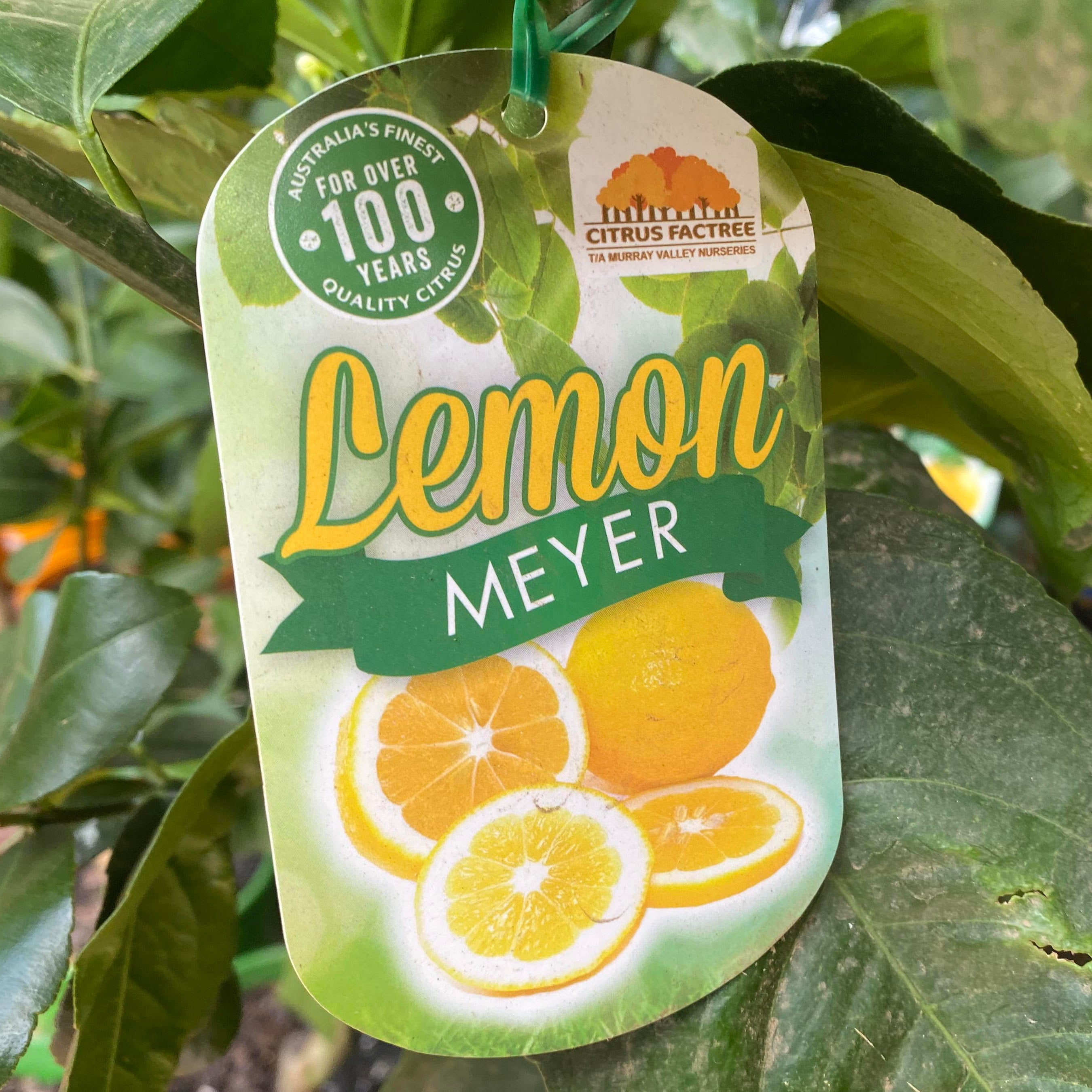 Lemon Meyer