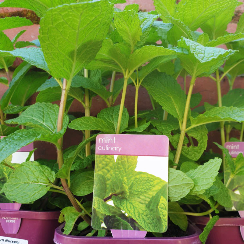 Herbs in 14cm pot