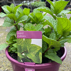 Herbs in 20cm pot