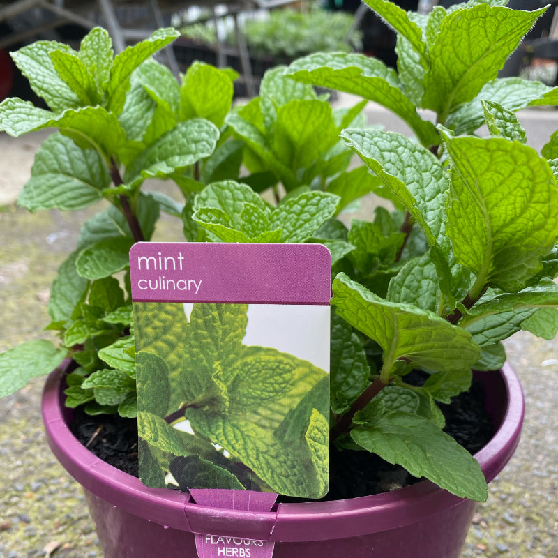 Herbs in 20cm pot