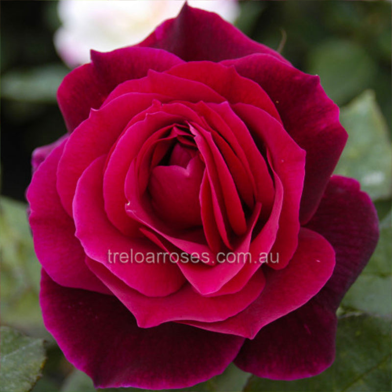 Mister Lincoln Standard Rose