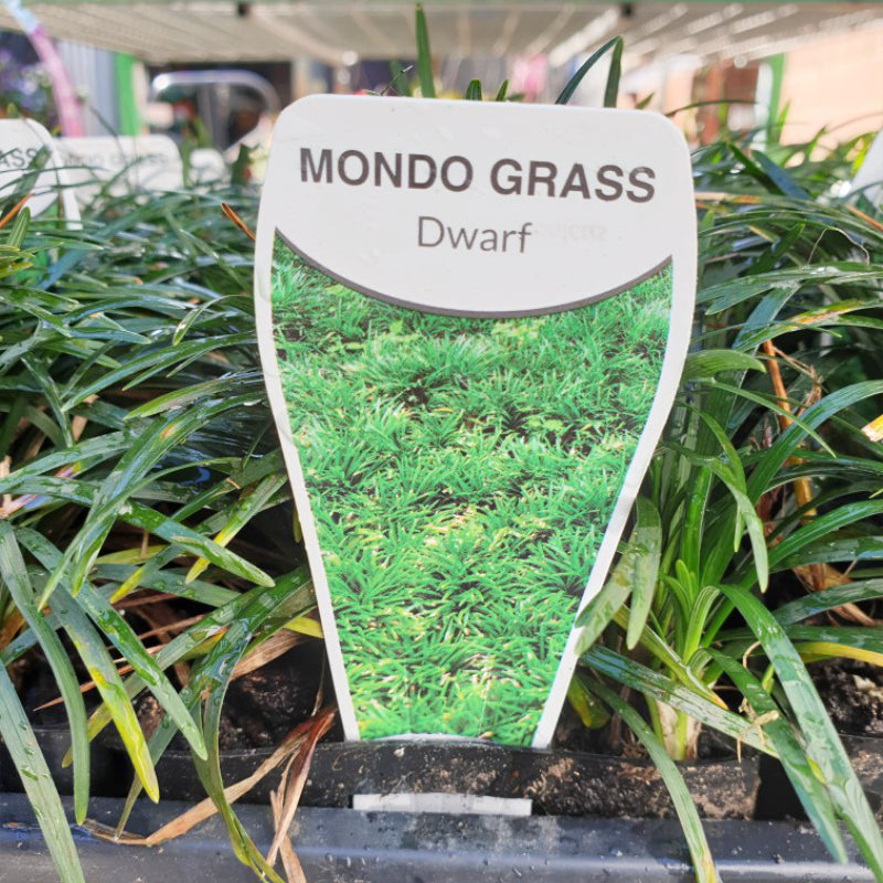 Mondo Grass
