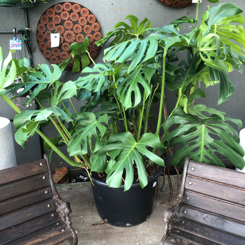 Monstera deliciosa