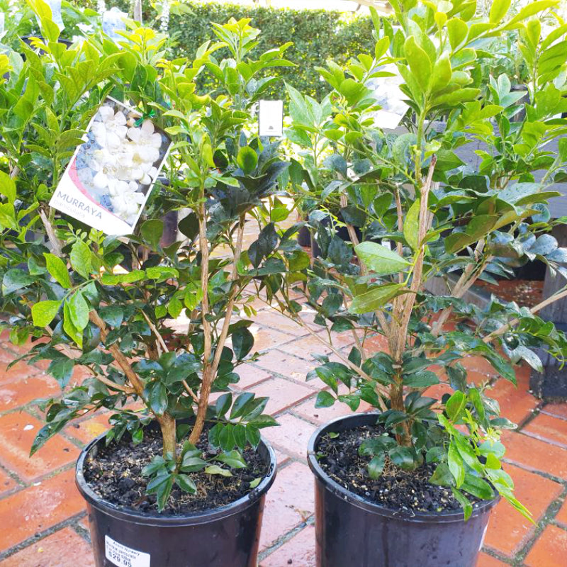 Murraya paniculata