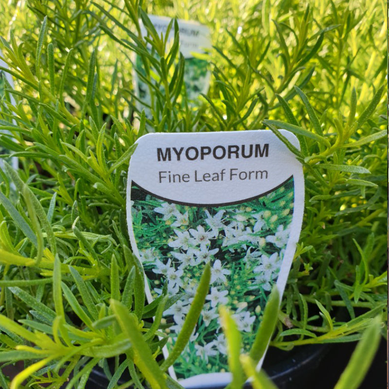 Myoporum parvifolium Fine Leaf