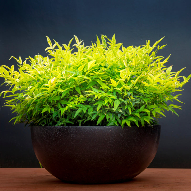 Nandina Magical Lemon Lime
