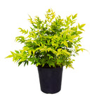 Nandina Magical Lemon Lime