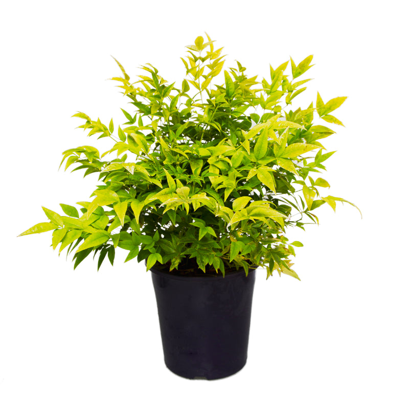 Nandina Magical Lemon Lime