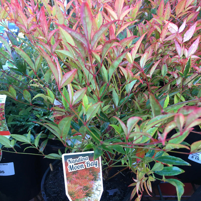 Nandina Moonbay