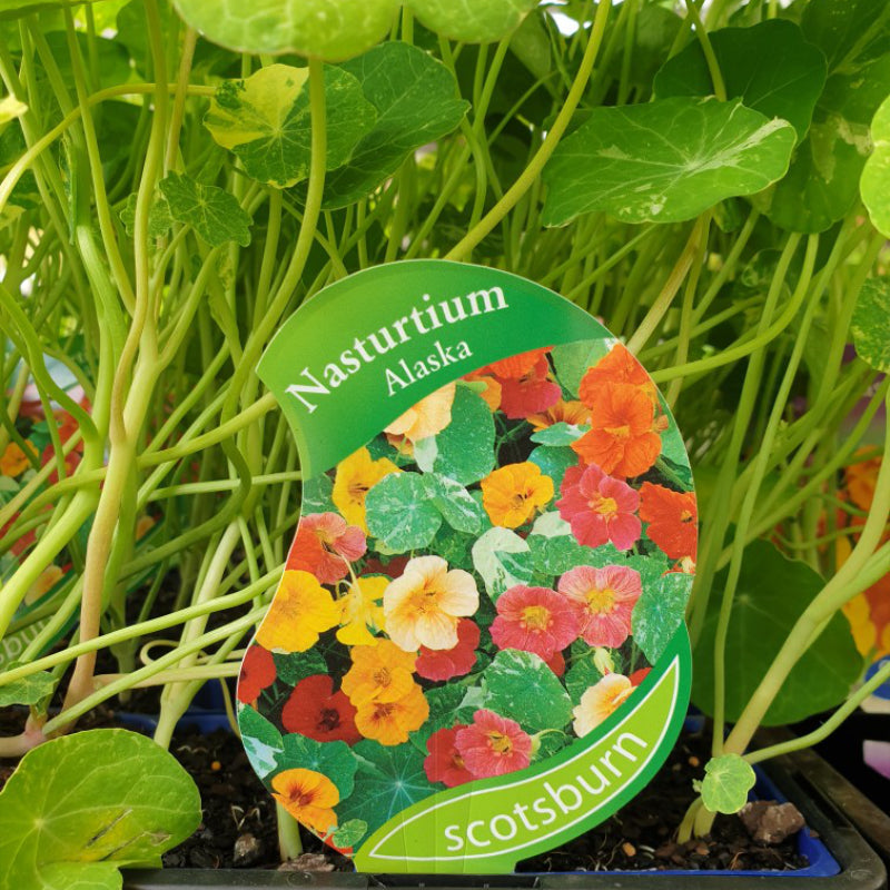 Nasturtium Alaska punnet