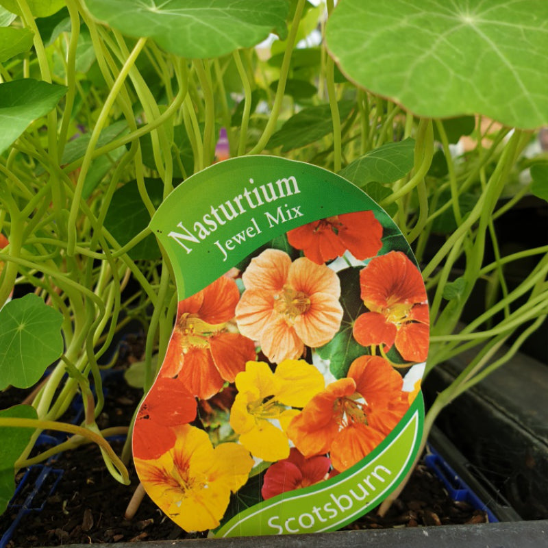 Nasturtium Jewel Mix punnet
